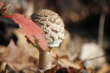 grzybek #grzyb #jesień #kania