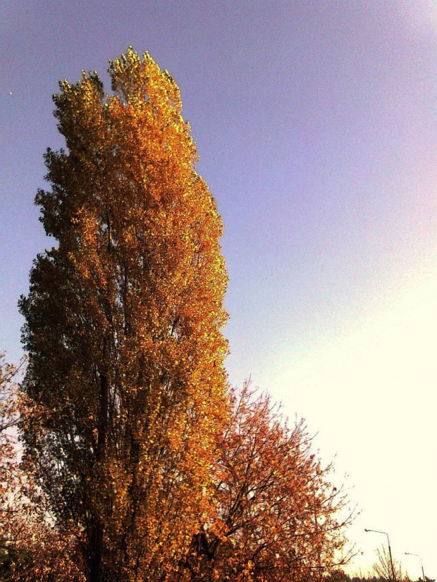 Jesień (zdjęcie z telefonu komórkowego)