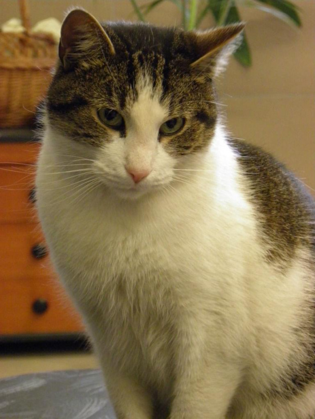 Koty do adopcji #adopcja #adopcje #Gliwice #kocięta #kot #kotki #koty #pomoc #przygarnę #schronisko #zaadoptuję #zwierzęta