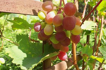 Wiktoria-5 #winnica #winogrona #Winorośl