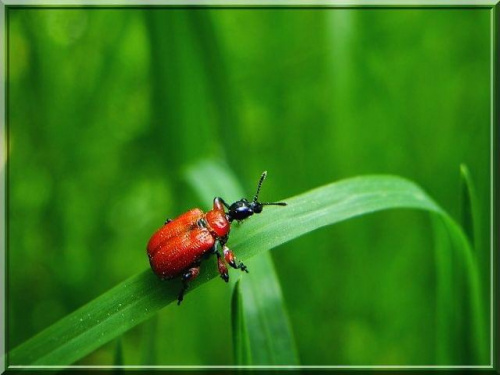 żuczek.. czerwony w zielonym;D #żuk #chrząszcz #maj #łąka #makro