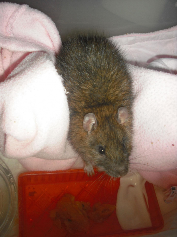 pobity dzikusek walczy o życie #rat #rats #szczur #szczury