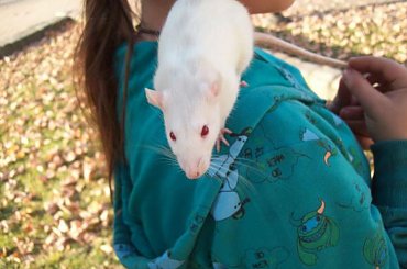 #biały #czerwone #oczka #piękna #rasta #samica #szczur