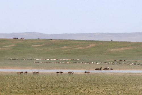 Gorące powietrze od rana rozmywa kontury #mongolia #gobi