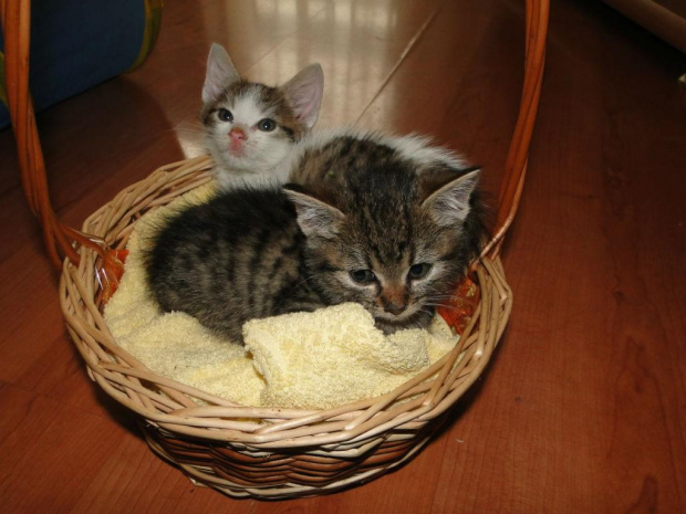 Koty do adopcji #adopcja #adopcje #Gliwice #kocięta #kot #kotki #koty #pomoc #przygarnę #schronisko #zaadoptuję #zwierzęta