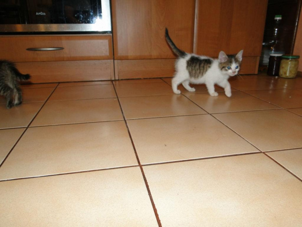 Koty do adopcji #adopcja #adopcje #Gliwice #kocięta #kot #kotki #koty #pomoc #przygarnę #schronisko #zaadoptuję #zwierzęta