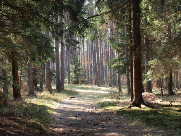 Kaszuby, Piaśnica #Las