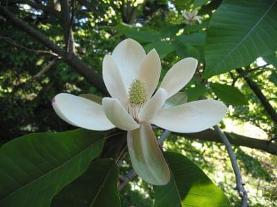 magnolia parasolowata