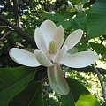 magnolia parasolowata