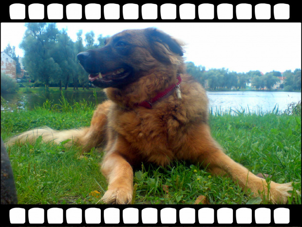 Moja sunia Baba #pies #suka #sunia #Baba #włochaty #kudłaty #ruda #trawa #zieleń