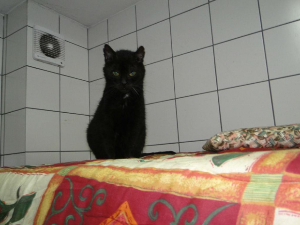 Koty do adopcji #adopcja #adopcje #Gliwice #kocięta #kot #kotki #koty #pomoc #przygarnę #schronisko #zaadoptuję #zwierzęta