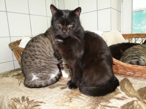 Koty do adopcji #adopcja #adopcje #Gliwice #kocięta #kot #kotki #koty #pomoc #przygarnę #schronisko #zaadoptuję #zwierzęta