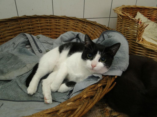Koty do adopcji #adopcja #adopcje #Gliwice #kocięta #kot #kotki #koty #pomoc #przygarnę #schronisko #zaadoptuję #zwierzęta