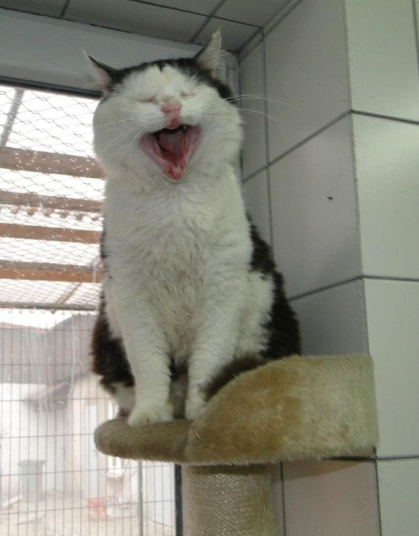 Koty do adopcji #adopcja #adopcje #Gliwice #kocięta #kot #kotki #koty #pomoc #przygarnę #schronisko #zaadoptuję #zwierzęta
