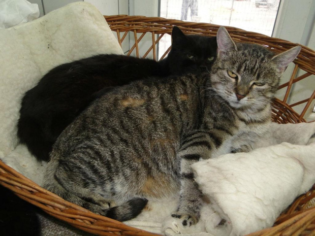 Koty do adopcji #adopcja #adopcje #Gliwice #kocięta #kot #kotki #koty #pomoc #przygarnę #schronisko #zaadoptuję #zwierzęta