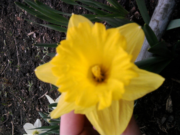 kwiatek #żółty
