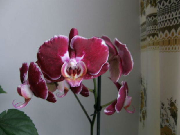 phalenopsis #kwiaty #phalenopsis