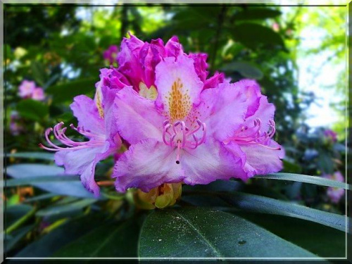 a tu rozkwitnięty i jeszcze piękniejszy ;D #kwiat #ParkWKórniku #różanecznik