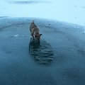 lód cienki... a pić się chce! #psy #zima #zwierzęta