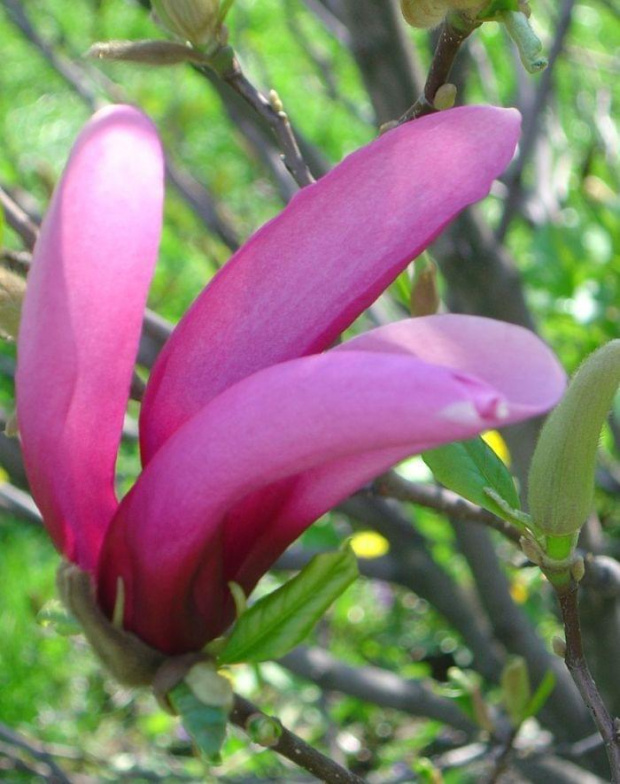 Kwiat magnoli #kwiat #drzewo #krzak