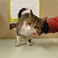 Koty do adopcji #adopcja #adopcje #Gliwice #kocięta #kot #kotki #koty #pomoc #przygarnę #schronisko #zaadoptuję #zwierzęta