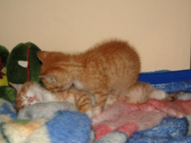 Koty do adopcji #adopcja #adopcje #Gliwice #kocięta #kot #kotki #koty #pomoc #przygarnę #schronisko #zaadoptuję #zwierzęta