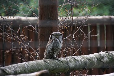 Też cię widze #zwierzeta #przyroda #sowa