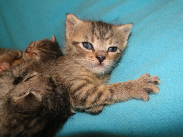 Koty do adopcji #adopcja #adopcje #Gliwice #kocięta #kot #kotki #koty #pomoc #przygarnę #schronisko #zaadoptuję #zwierzęta