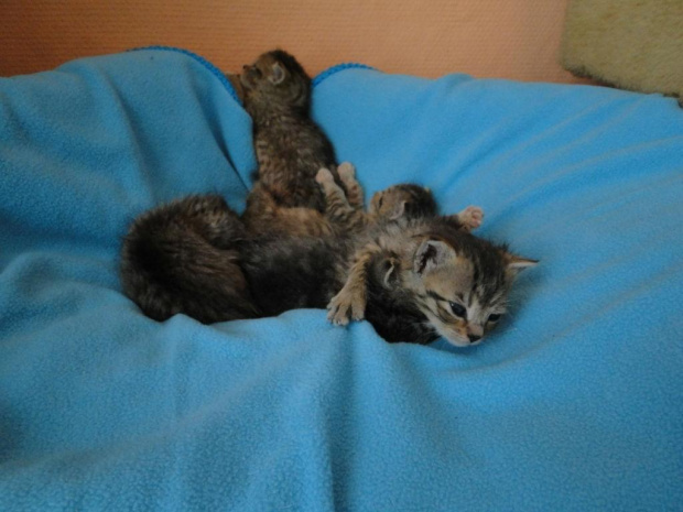Koty do adopcji #adopcja #adopcje #Gliwice #kocięta #kot #kotki #koty #pomoc #przygarnę #schronisko #zaadoptuję #zwierzęta