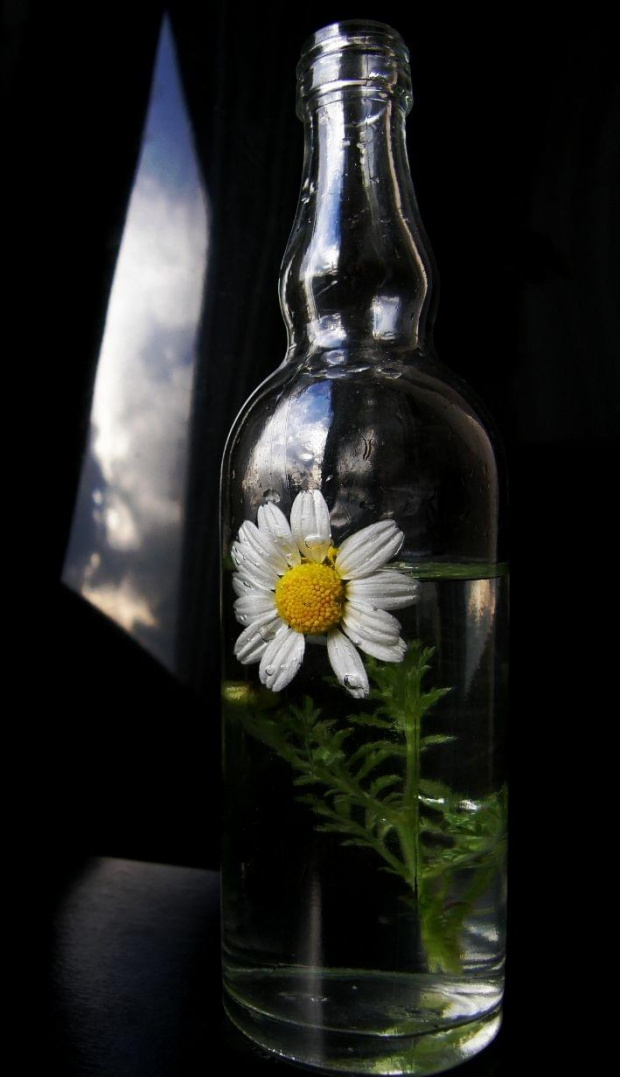 Wieczór... abstynencki :-) #kwiaty #butelka