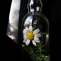 Wieczór... abstynencki :-) #kwiaty #butelka