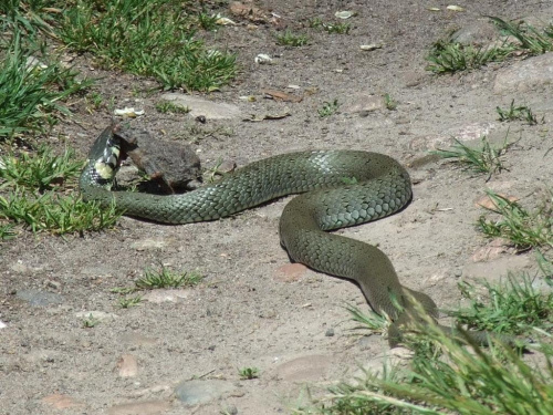 Zaskroniec, 24.05.2009, okolice Szreniawy (Wielkopolski Park Narodowy) #gady #NatrixNatrix #węże #Zaskroniec