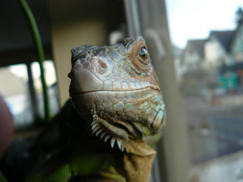 iguana iguana #iguana