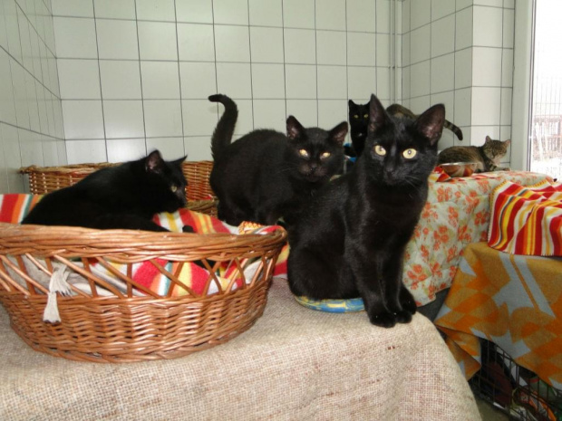 Koty do adopcji #adopcja #adopcje #Gliwice #kocięta #kot #kotki #koty #pomoc #przygarnę #schronisko #zaadoptuję #zwierzęta