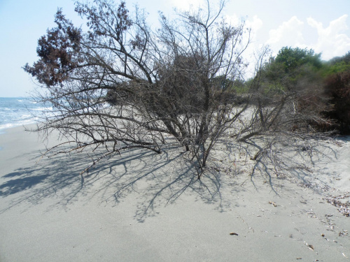 drzewo na plaży #plaża