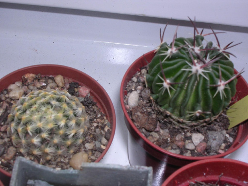 Po lewej: Mammillaria schideana
Po prawej: Echinofossulocactus dichroacanthus