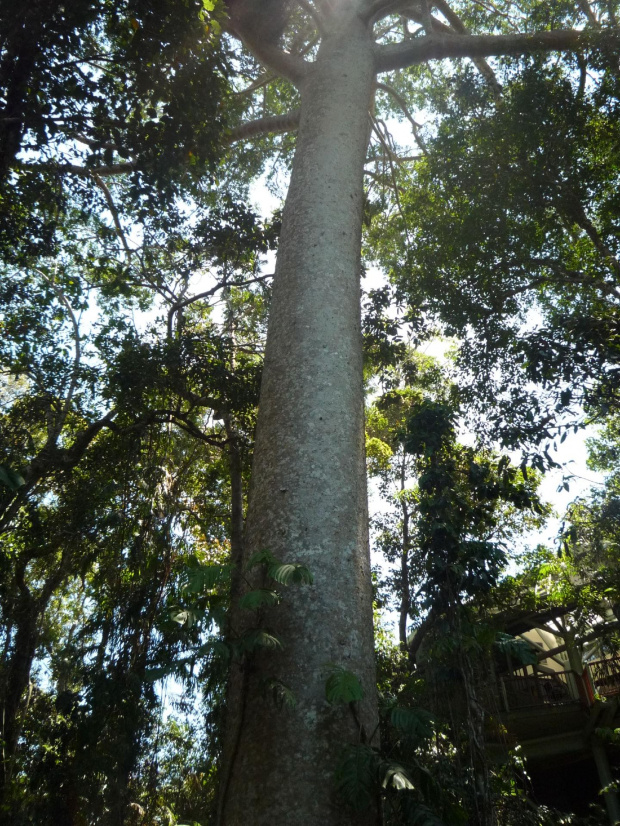 Big Tree w lesie deszczowym