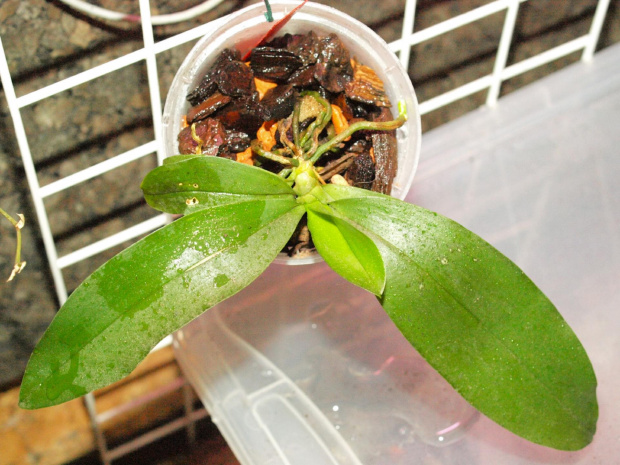 Kingidum deliciosum hookerianum