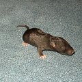 #natura #szczur #zwierzęta