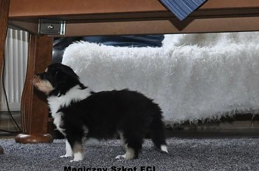 #CollieSzczenięta #MagicznySzkot