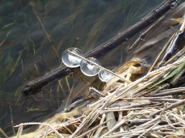 Mróz szczypie w nos,brodę,policzki i uszy,więc poszłam poszukać go nad rzeką...Niestety woda w Kwisie jest zbyt duża by można było znaleźć lodowo-mrozowe dzwoneczki,ale małe co nieco znalazłam.Dzwoneczkowe pozdrowienia :))