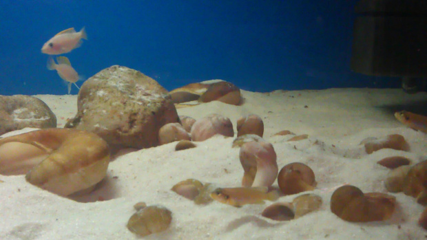 Lamprologus caudopunctatus Kapamp i Lamprologus ocellatus Gold