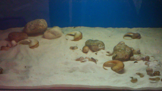 Lamprologus caudopunctatus Kapamp i Lamprologus ocellatus Gold