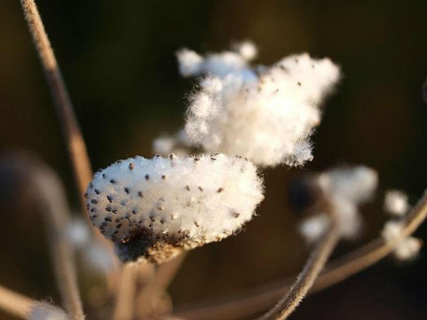 Zwykli - niezwykli #Makro #natura