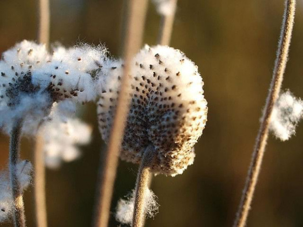 Zwykli - niezwykli #Makro #natura