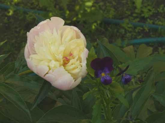 Peonia