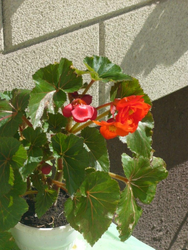 begonia