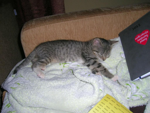 Koty do adopcji #adopcja #adopcje #Gliwice #kocięta #kot #kotki #koty #pomoc #przygarnę #schronisko #zaadoptuję #zwierzęta