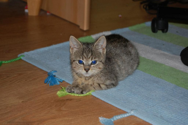 Koty do adopcji #adopcja #adopcje #Gliwice #kocięta #kot #kotki #koty #pomoc #przygarnę #schronisko #zaadoptuję #zwierzęta