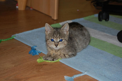 Koty do adopcji #adopcja #adopcje #Gliwice #kocięta #kot #kotki #koty #pomoc #przygarnę #schronisko #zaadoptuję #zwierzęta